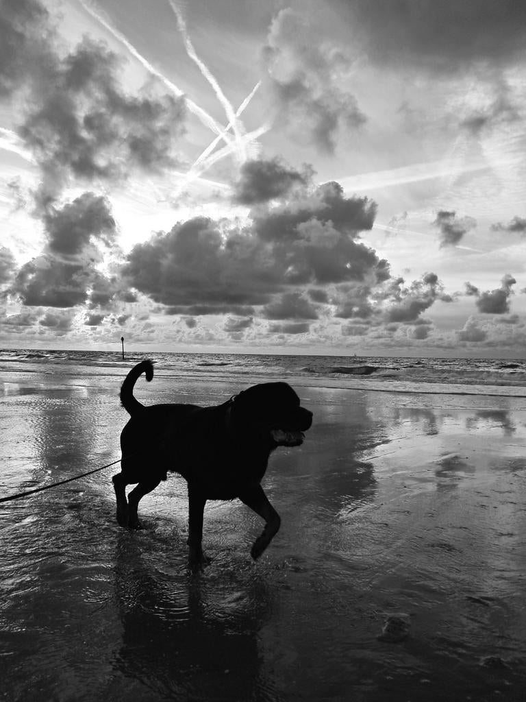 Liefdevolle zorg voor uw hond – Uitlaten & training op maat, Ophalen of Verzenden, Nieuw