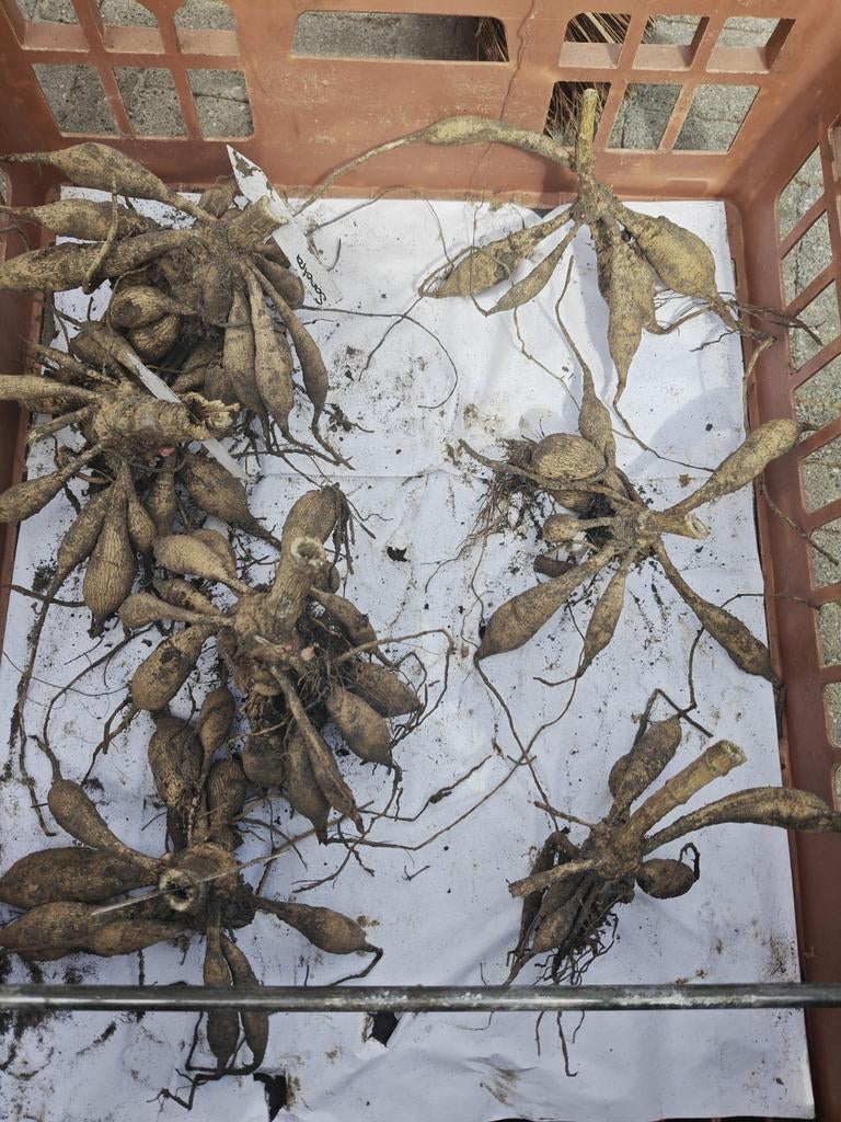 Dahlia knollen sandra, Tuin en Terras, Bloembollen en Zaden, Ophalen of Verzenden, Volle zon, Knol