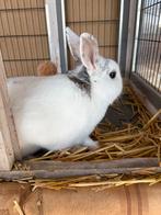 konijn, Dieren en Toebehoren, Konijnen, Mannelijk, Middelgroot