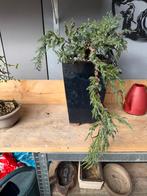 Bonsai Juniperus squamata cascade, Volle zon, Bloeit niet, Minder dan 100 cm, Overige soorten