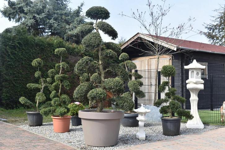 Japanse bonsai Ilex crenata  200 cm – unieke wolkvorm, Tuin en Terras, Planten | Bomen, Overige soorten, Minder dan 100 cm, Halfschaduw
