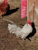 Trio Hollandse kriel parelgrijs, Meerdere dieren, Kip