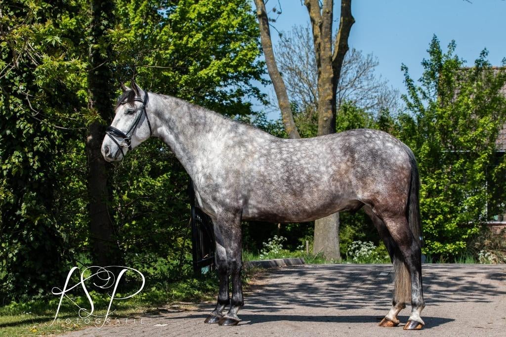 Lieve 6,5 jarige PRE ruin te koop!, Met stamboom, Ruin, Niet van toepassing, 7 tot 10 jaar