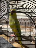 Halsband Papagaai €50, Dieren en Toebehoren, Mannelijk, Papegaai