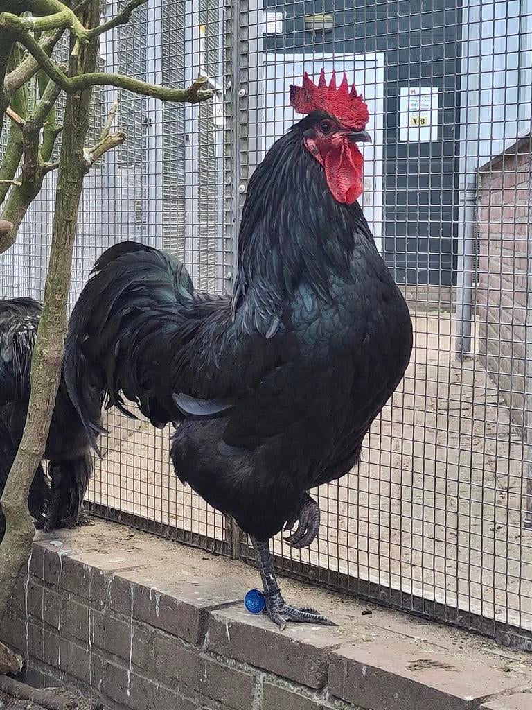 Jesse, mooie grote tamme haan, Dieren en Toebehoren, Pluimvee, Mannelijk, Kip