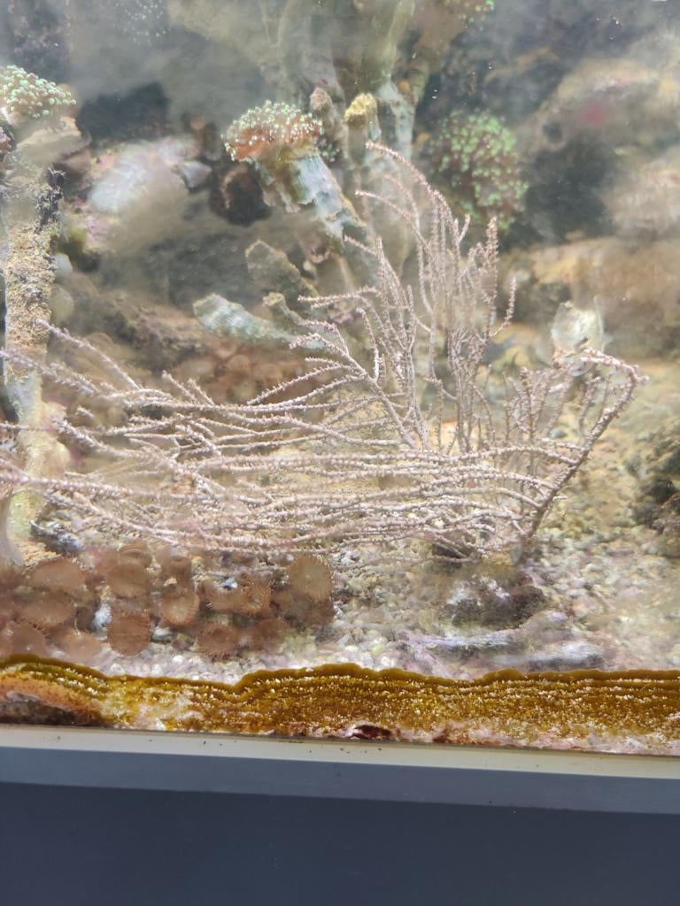 Gorgoon, Overige typen, Zoutwatervis