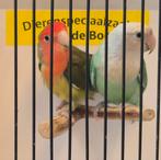 Koppel agapornis roseicollis, Dieren en Toebehoren, Meerdere dieren, Dwergpapegaai of Agapornis