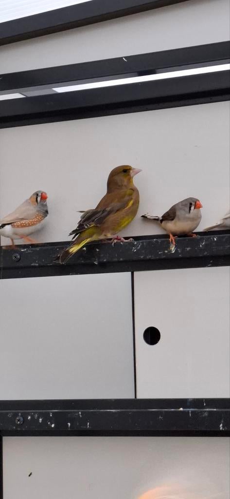 Groenling en kanarie, Dieren en Toebehoren, Mannelijk