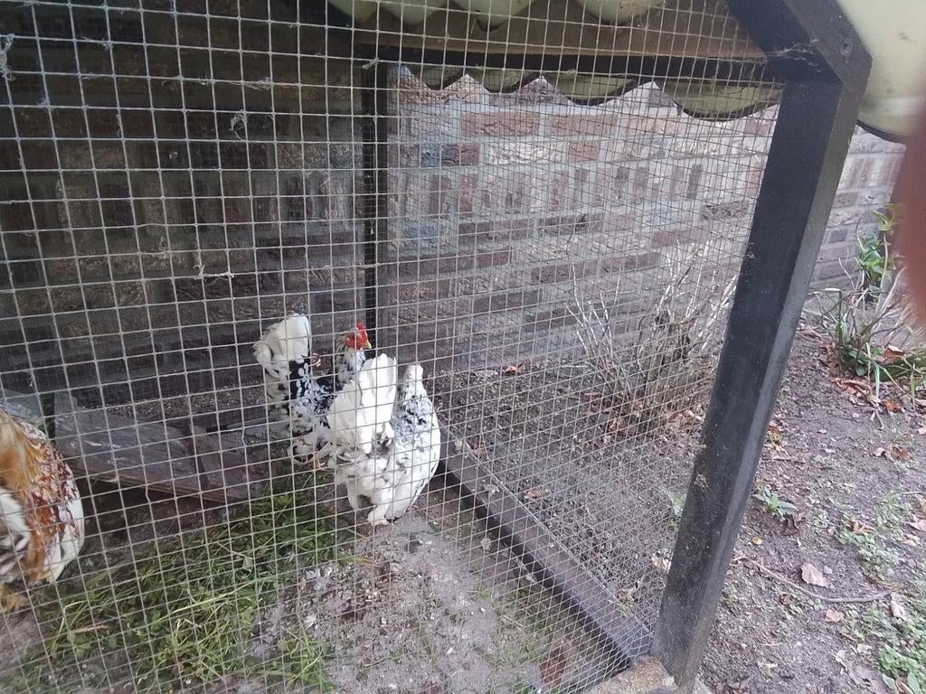 Serama kippen, Meerdere dieren, Kip