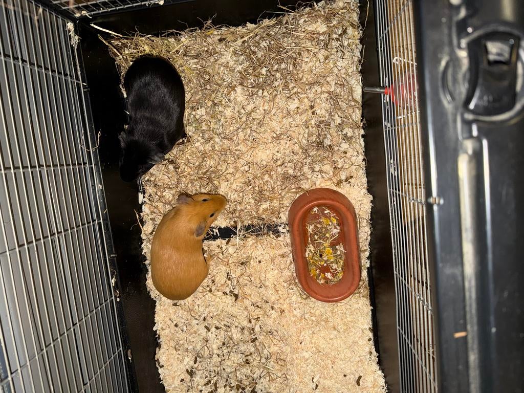 Twee super leuke tamme cavia’s samen met kooi te koop, Cavia, Mannelijk, Tam, September