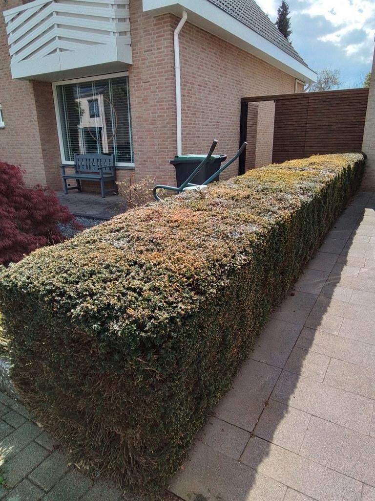 Taxus haag, Tuin en Terras, Ophalen, Taxus