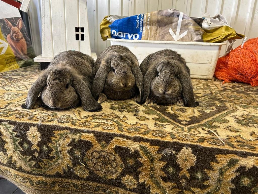 3 jonge konijnen Duitse hangoor x Franse hangoor, Dieren en Toebehoren, Konijnen, Mannelijk, Middelgroot, Hangoor, 0 tot 2 jaar