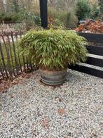 Twee bamboeplanten in houten emmer, Ophalen, Gebruikt, Rond, 60 tot 100 cm