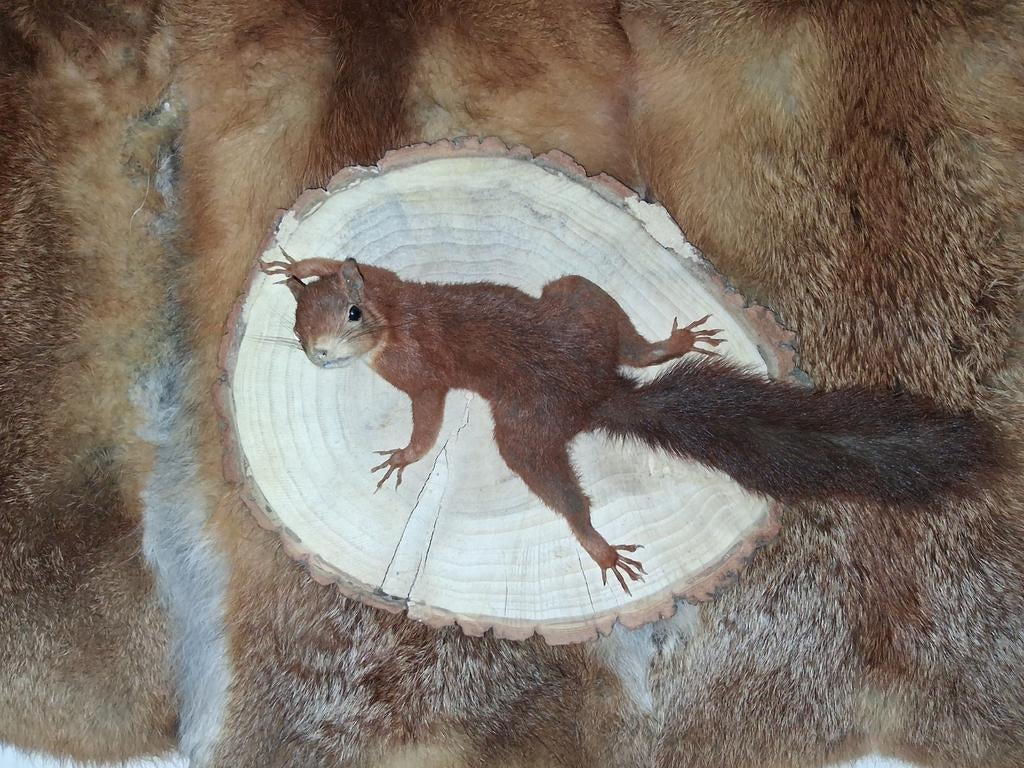 Opgezette eekhoorn op houten schijf - Uniek decoratiestuk, Verzamelen, Dierenverzamelingen, Ophalen of Verzenden, Nieuw, Wild dier