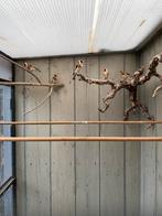 Te koop putters, Dieren en Toebehoren, Vogels | Overige Vogels, Meerdere dieren, Wildzangvogel, Geringd