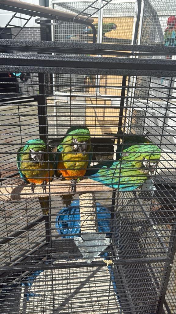 Baby miligold papegaaien 4 maanden, Dieren en Toebehoren, Vogels | Parkieten en Papegaaien, Papegaai, Meerdere dieren, Tam