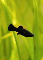 Black Molly - Poecilia Sphenops - Koidream Valburg, Vis, Zoetwatervis