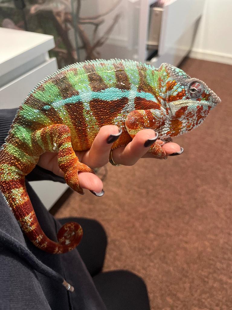 kameleon Chameleon - male for sale from Luiza