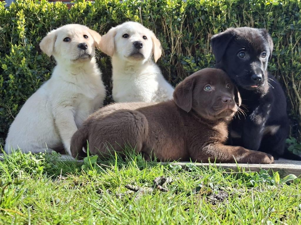 Prachtige labrador pups, Parvo, 8 tot 15 weken, Labrador retriever, Meerdere