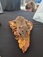 Te koop: Opgezette rat met natuuromgeving, Verzamelen, Dierenverzamelingen, Ophalen of Verzenden, Nieuw, Wild dier, Opgezet dier