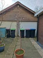 Volwassen Kastanjeboom in knop, Ophalen, Volle zon, Overige soorten, 100 tot 250 cm