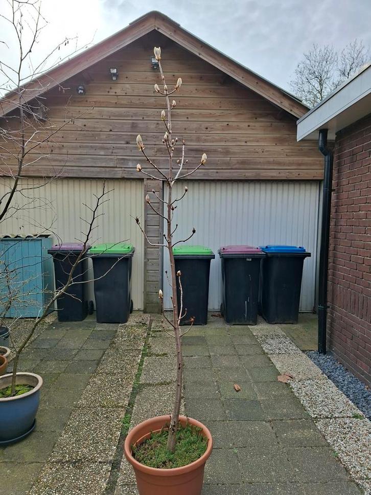 Volwassen Kastanjeboom in knop, Tuin en Terras, Planten | Bomen, Overige soorten, 100 tot 250 cm, Volle zon, Ophalen