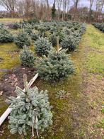 Blauwspar boompjes, Ophalen, Volle zon, Overige soorten, Minder dan 100 cm