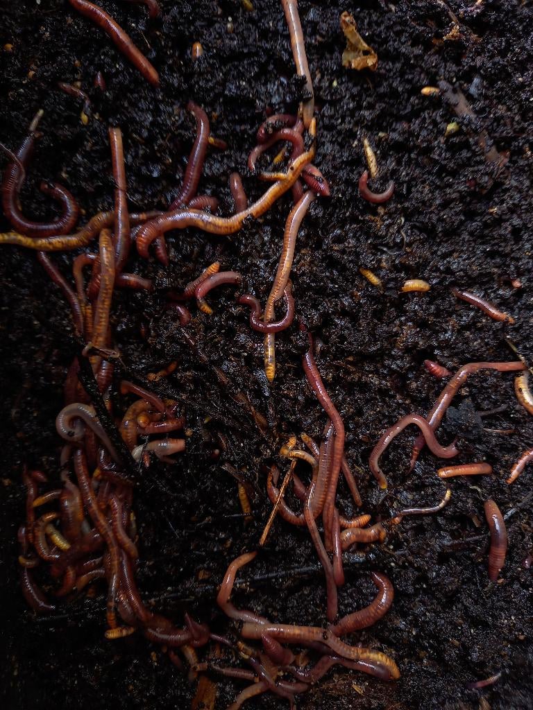 Compostwormen / tijgerwormen voor wormenbak, Ophalen, Overige typen