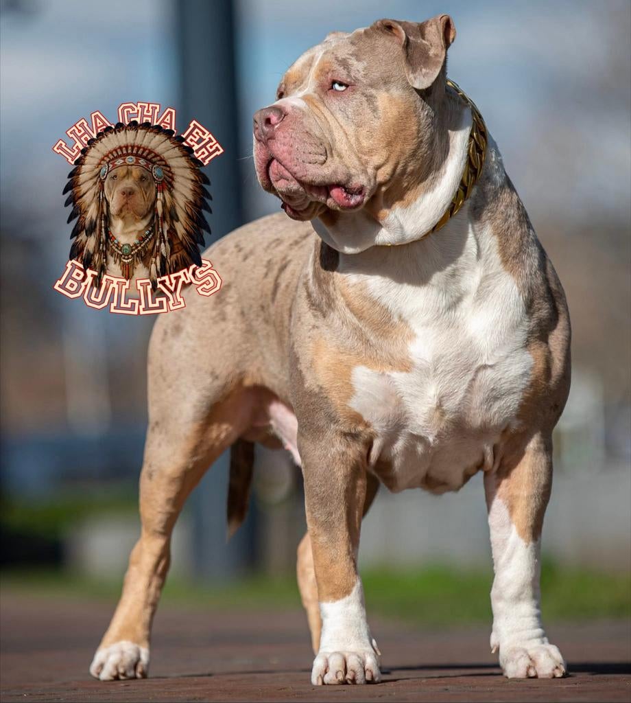 American bully XL Blue tri Dekreu *Getest *ABKC, Parvo, Eén hond, 3 tot 5 jaar, Nederland