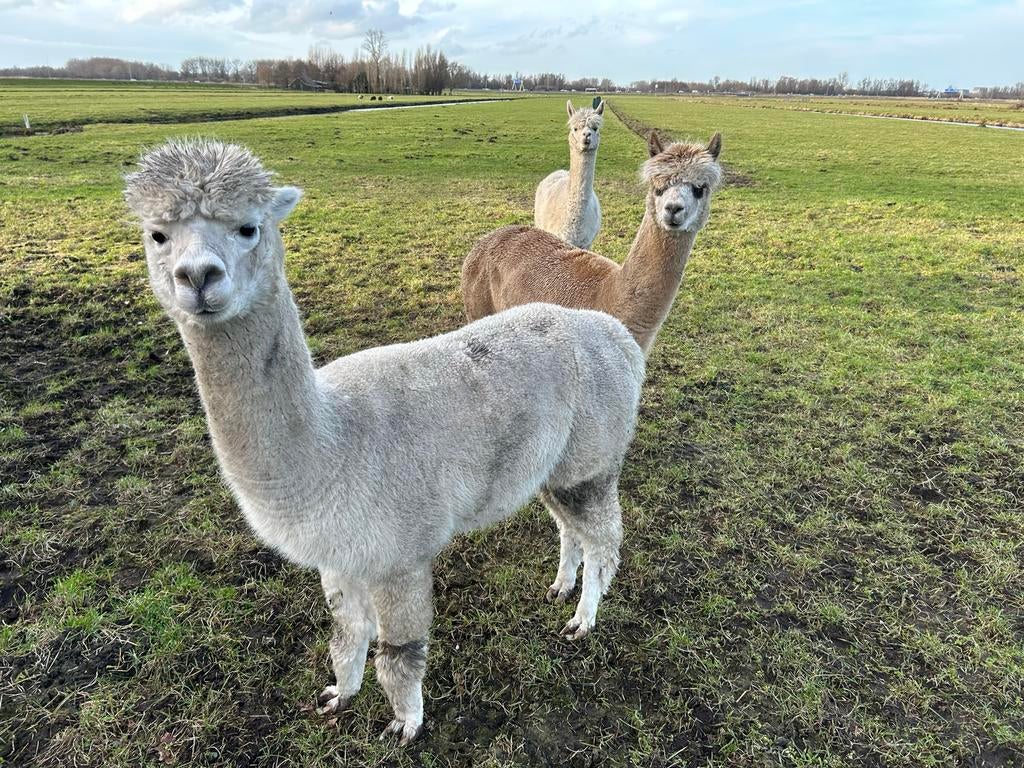 Drie Alpaca’s te koop, Dieren en Toebehoren, Overige Dieren, April, Vrouwelijk