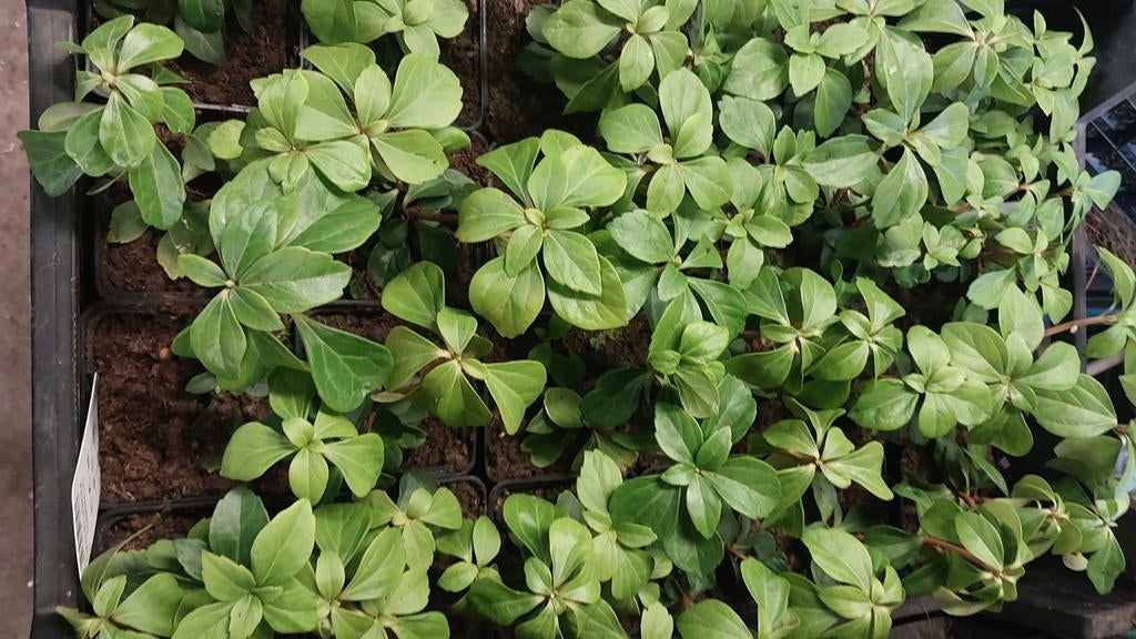 Pachysandra bodembedekker, Ophalen of Verzenden, Bodembedekkers, Halfschaduw