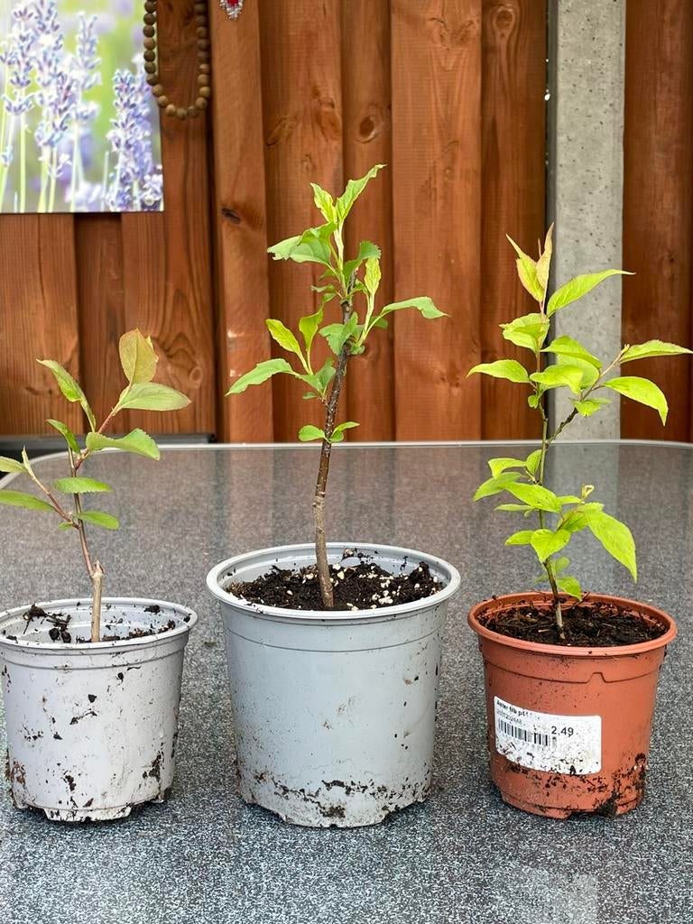 Pruim en kers plantjes, Ophalen, Overige soorten, Zomer