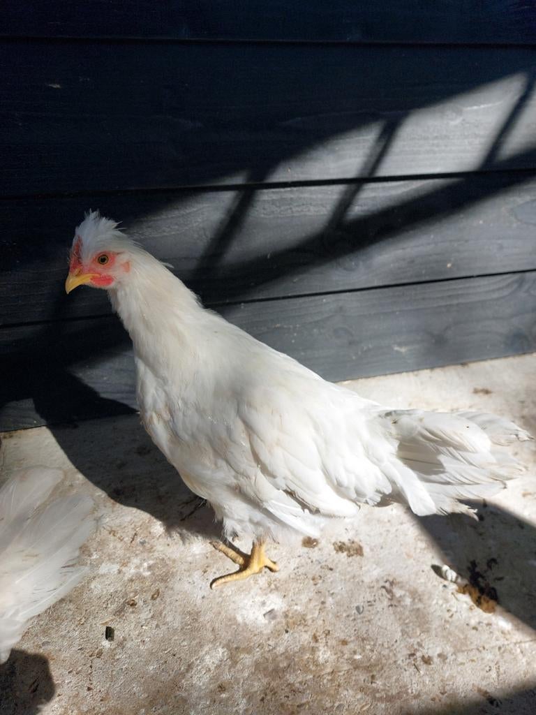 Haantjes kruising cream legbar - leghorn, Dieren en Toebehoren, Pluimvee, Mannelijk, Kip