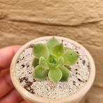 Echeveria White Dragon Succulenten Vetplanten, Huis en Inrichting, Verzenden, Vetplant, Halfschaduw, Minder dan 100 cm