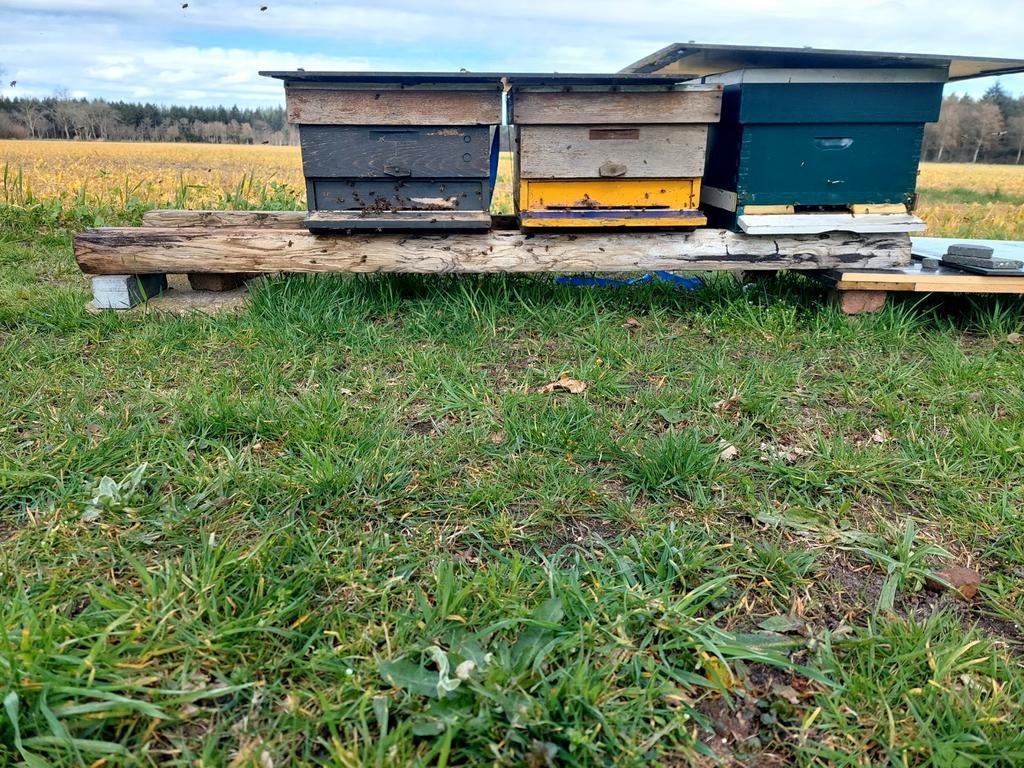 GEZOCHT HONINGRAMEN, MOERROOSTER, HONINGKAMERRAAM,SPAARKAST, Dieren en Toebehoren, Bijen