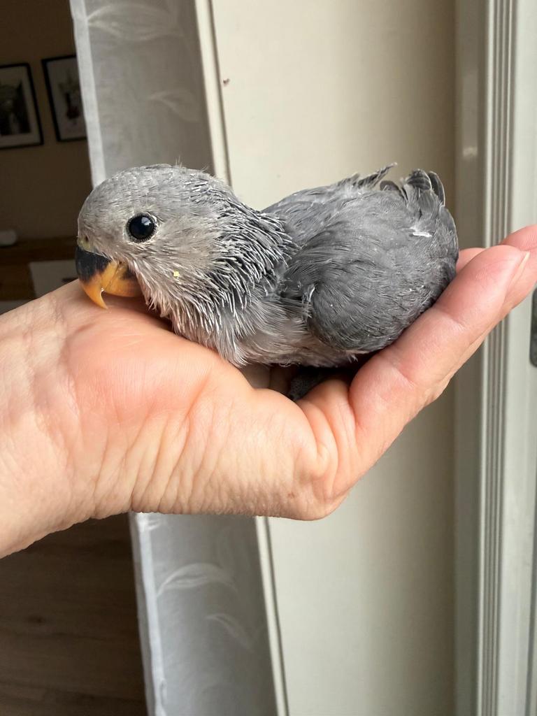 Lieve handtamme agapornis, Geslacht onbekend, Dwergpapegaai of Agapornis, Geringd