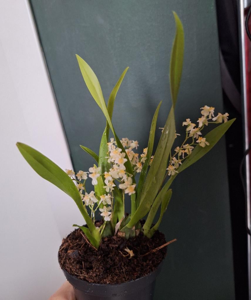Oncidium Twinkle white/licht geel kleine mini orchidee, Overige soorten, Minder dan 100 cm, Bloeiende kamerplant, Halfschaduw