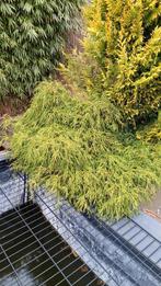 Jeneverbes, Tuin en Terras, Ophalen, Overige soorten, Volle zon