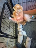 Supermooie chihuahua pupjes, 8 tot 15 weken, Parvo, Meerdere, Meerdere dieren