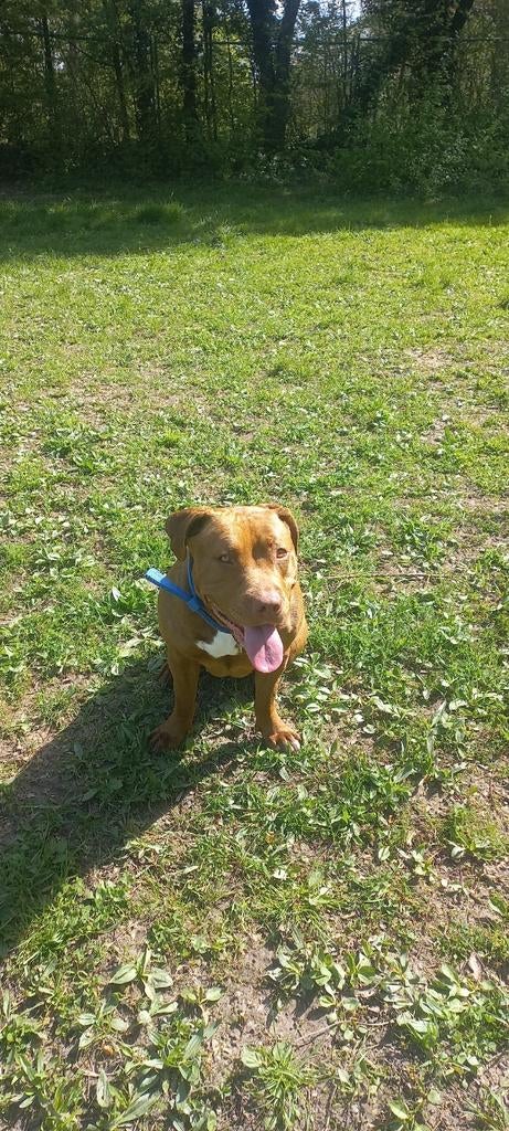 Bully  teef, Ophalen of Verzenden, Hond