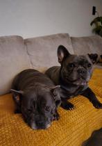 Gezocht goudenmand voor 2 onafscheidelijke honden, Dieren en Toebehoren, 6 jaar of ouder, Overige rassen, Parvo, Meerdere