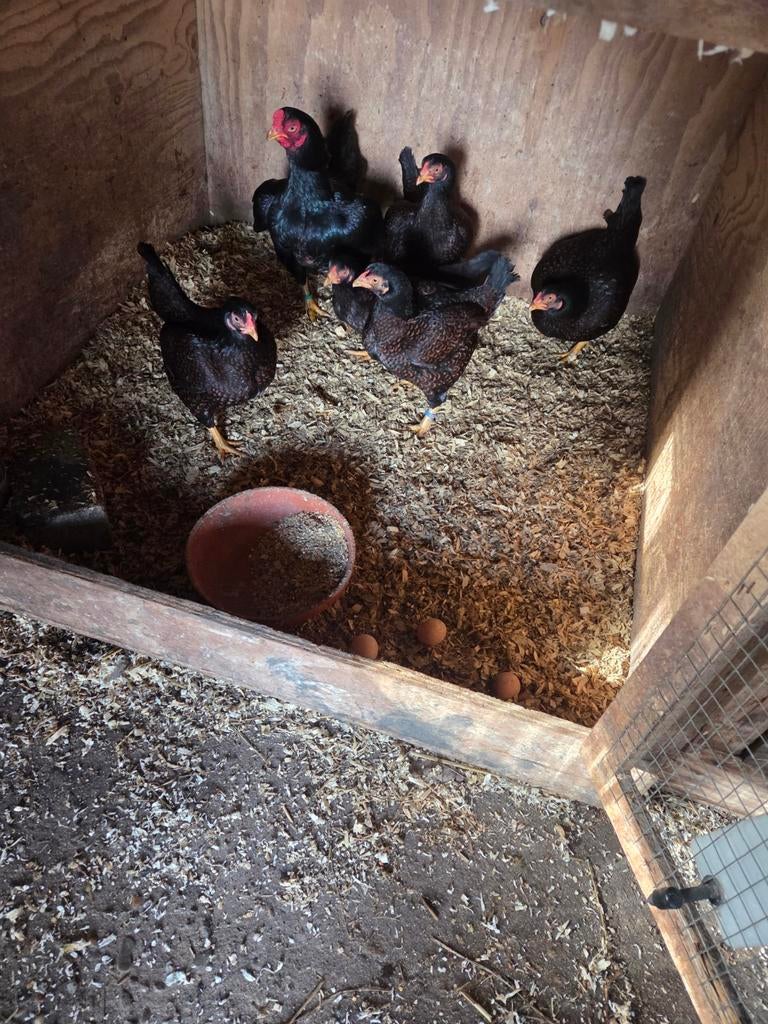 Te koop indische krielen, Dieren en Toebehoren, Meerdere dieren, Kip