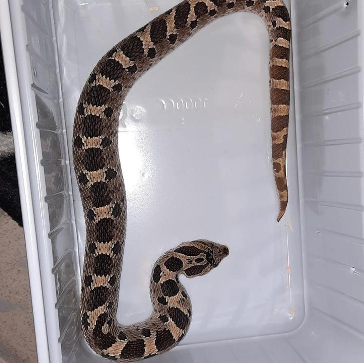 Heterodon Simus man (Southern hognose snake) Hognose Snake - male for sale from C.J.G