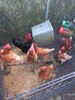 6 kippen en 1 haan! (ZIE OMSCHRIJVING), Dieren en Toebehoren, Meerdere dieren, Kip
