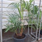 Trachycarpus Fortunei - Winterharde Palmboom, Tuin en Terras, Planten | Tuinplanten, Ophalen, Bloeit niet, Overige soorten, Volle zon