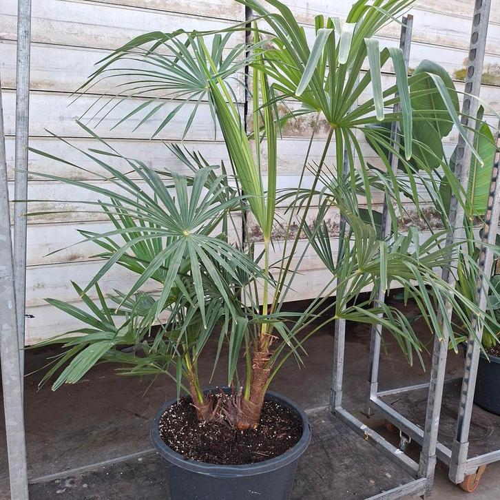 Trachycarpus Fortunei - Winterharde Palmboom, Tuin en Terras, Planten | Tuinplanten, Overige soorten, Volle zon, Bloeit niet, Ophalen