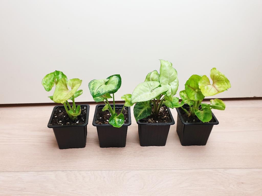 Syngonium leuke kamerplantjes, Huis en Inrichting, Overige soorten, In pot, Minder dan 100 cm, Groene kamerplant