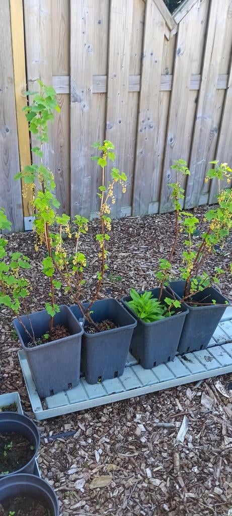 Rode bessen struiken jonkheer van tets, Tuin en Terras, Planten | Fruitbomen, Ophalen of Verzenden, Minder dan 100 cm, Overige soorten