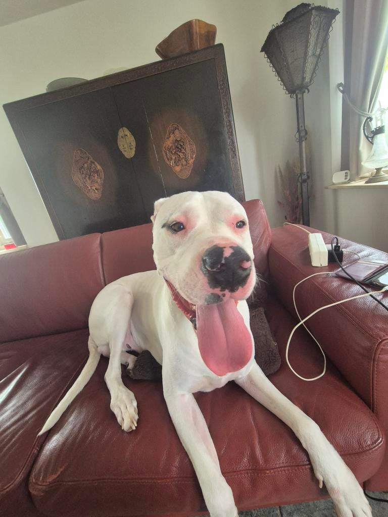 Dogo argentino verkoop, Reu, Groot, Eén hond, 3 tot 5 jaar
