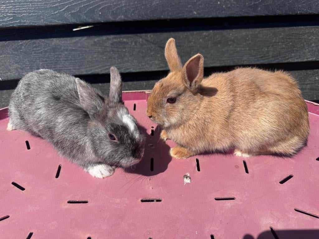 Lieve jonge dwergkonijntjes, Dieren en Toebehoren, Konijnen, Meerdere dieren, Dwerg, 0 tot 2 jaar